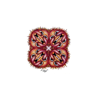 KALEIDO SUN STICKER